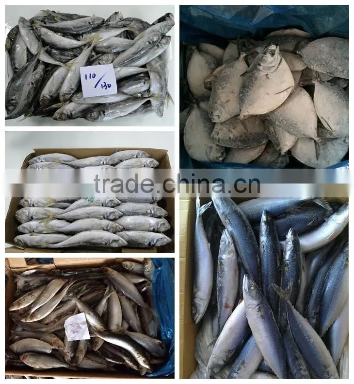 300g+ sea frozen/land frozen pacific mackerel
