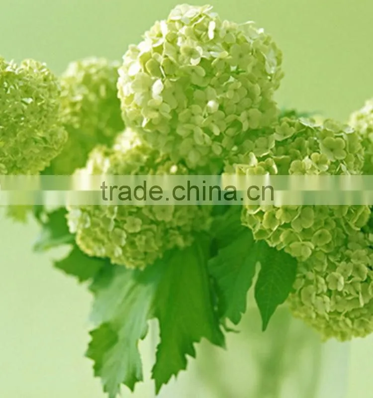 Newest Best-Selling popular lime green hydrangea flower