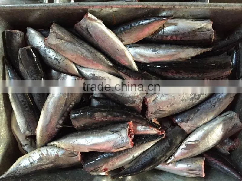 2015 frozen bonito HGT 150-300g/pc new processing