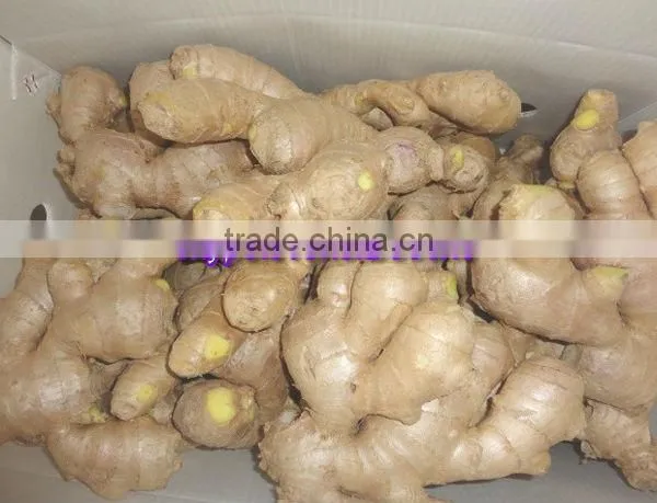 China Fresh Ginger Lowest Price
