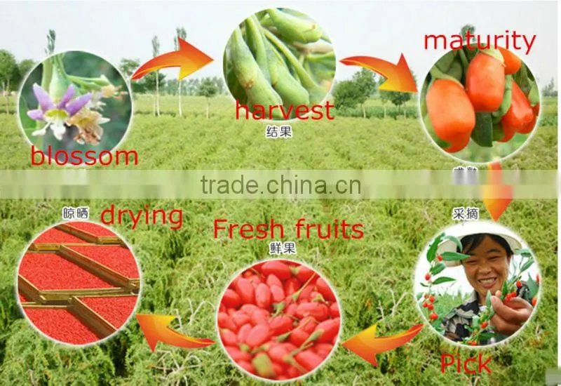 Low pesticide residue dried goji berries