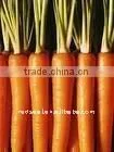 Chinese fresh red carrot