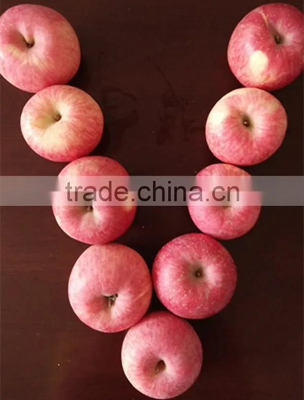 top fresh Fuji apple for indian delicious fuji apple