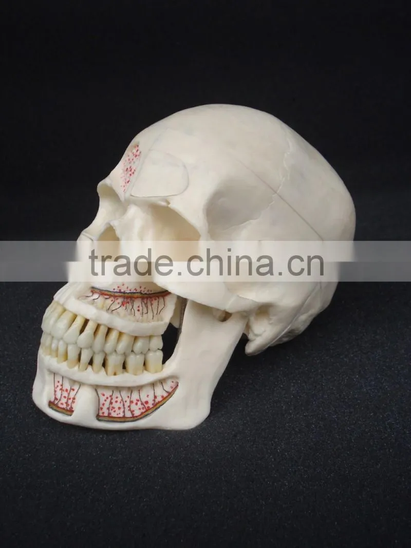 Dental ten section skull model DEA-40