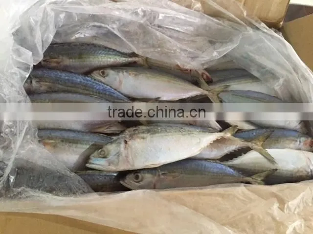 EXPORT BOILED ANCHOVY SPRATS (Email: katherine.vilaconic@, Viber, Whatsapp: +841687264621)