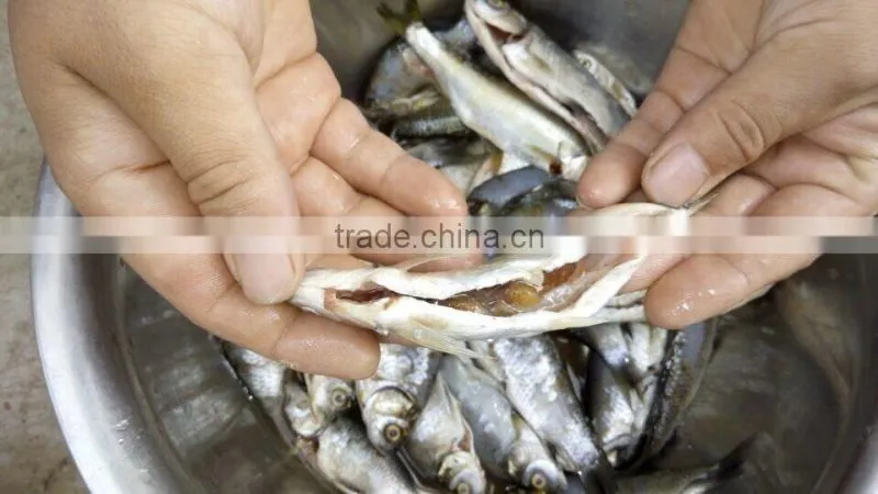 2017hot selling small fish gutting machine/fish organs remover machine/fish/ belly-open machine
