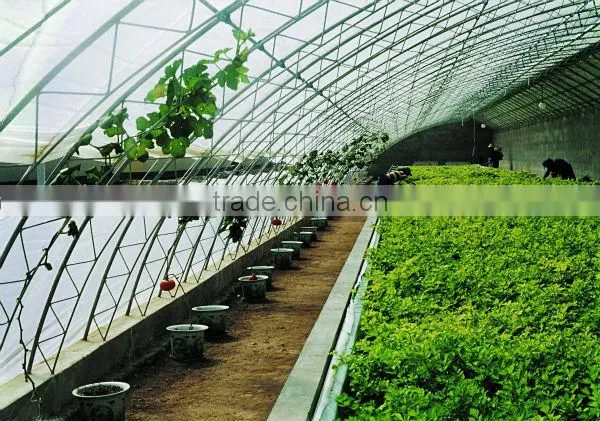 Single Span Film Tunnel Greenhouse