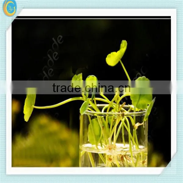 Clear glass vases for home decoration