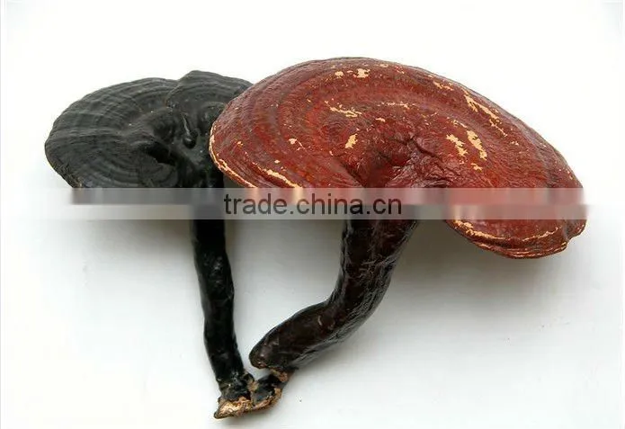 LingZhi CAPSULE