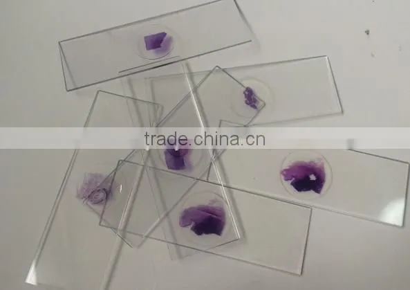 Daphnia Algae slides for education medical science study
