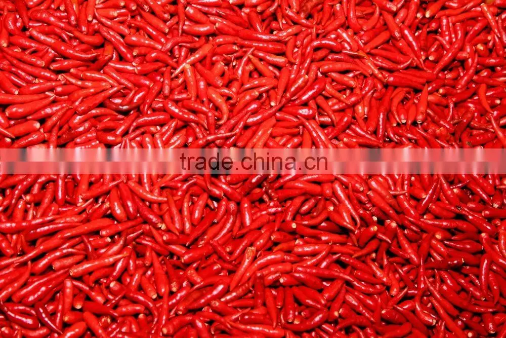Best Price Fresh Hot Red Chili Pepper from Vietnam