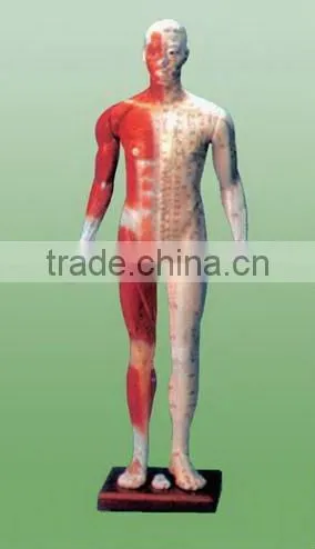 acupuncture (male) model