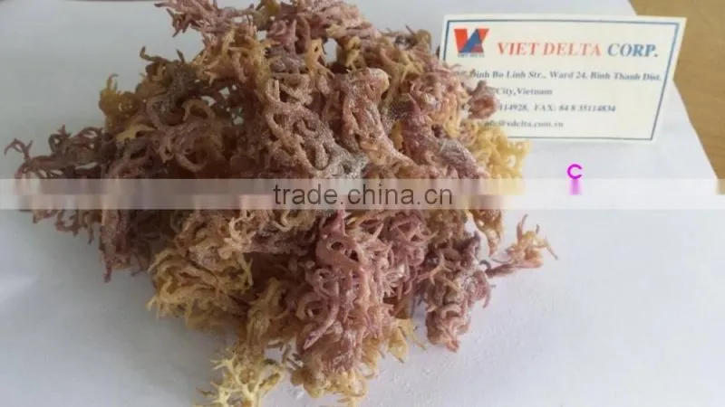 DRIED EUCHEUMA COTTONII USED FOR EXTRACT AGAR AGAR POWDER WITH GOOD AT QUALITY