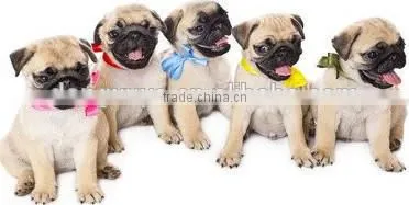 Animal Food / Pet Dog Food Production Line for Manufacturer/Plant/Factory