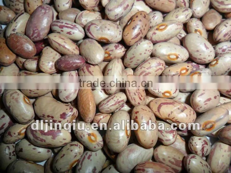 pinto beans 2011 crop