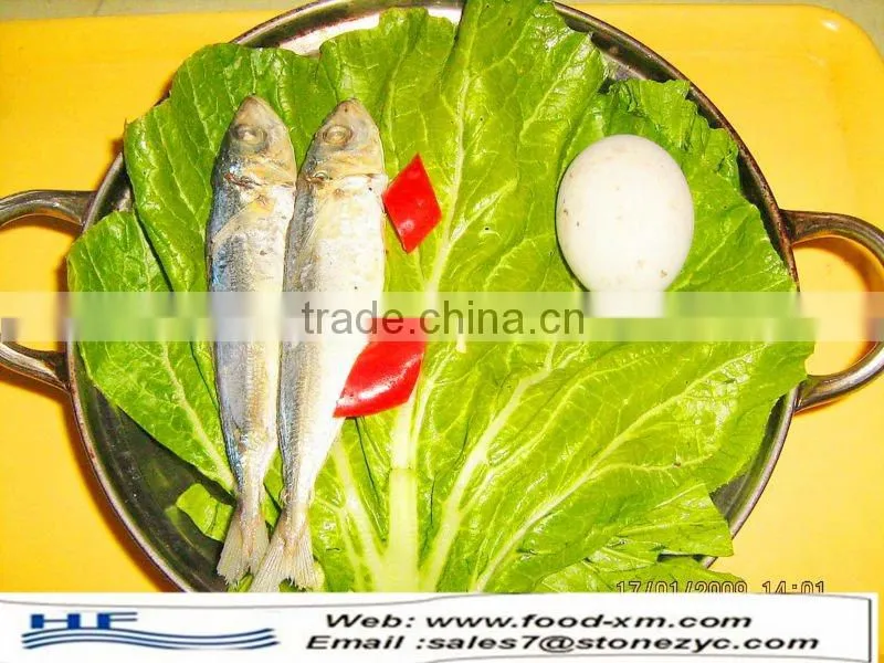 Sea frozen horse mackerel for sale