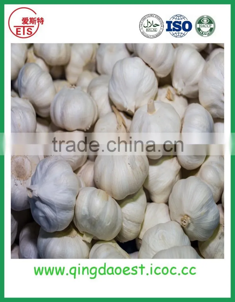 Chinese Jinxiang grade A fresh normal white garlic on sale