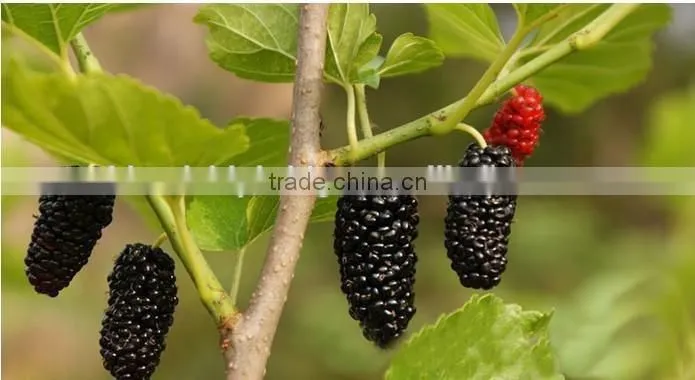 Mulberry tree seedling
