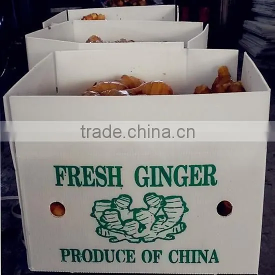 2016 new crop fresh ginger at cheap price