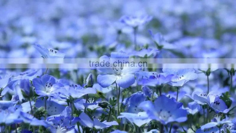 Low price sale high quality Flax seed Oil good for health&skin