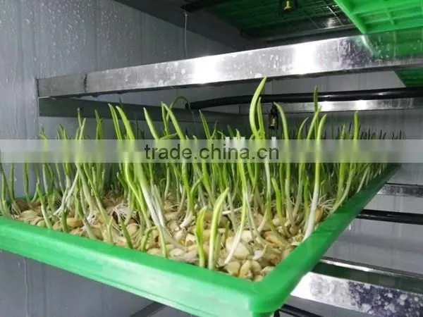 new type automatic barley sprout machine