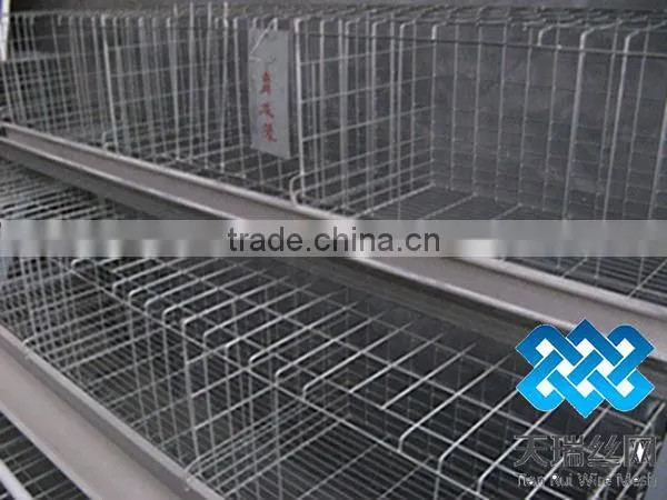 Layer chicken cage (factory)