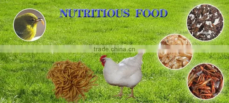 Dried Mealworms,Birds Food & aquarium fish food