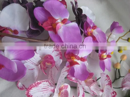 Orchid Flower