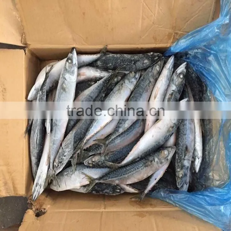 200-300G Good quality pacific mackerel scomber japonicus pacific mackerel on sale