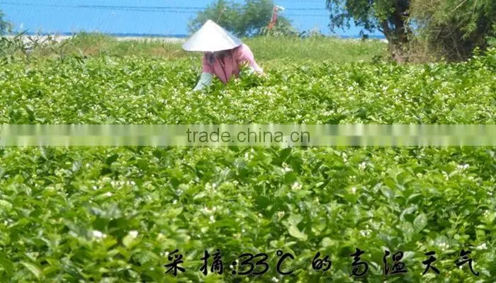 Fresh Loose Tea Best- selling Chinese Jasmine Tea