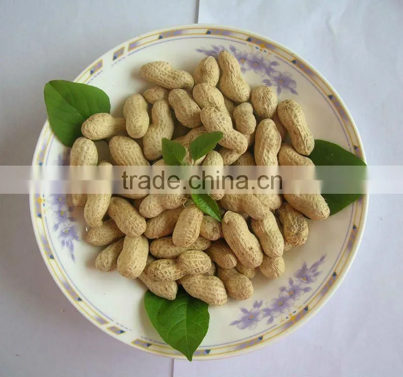 Roasted peanuts in shell