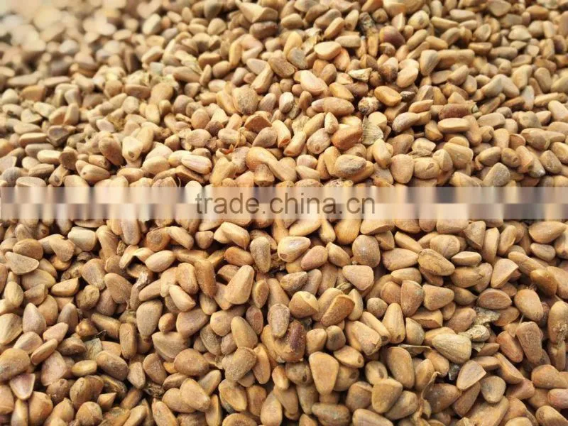 pine nuts in shell