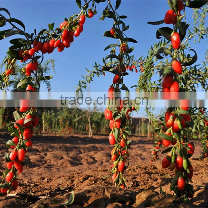 Organic gojiberry