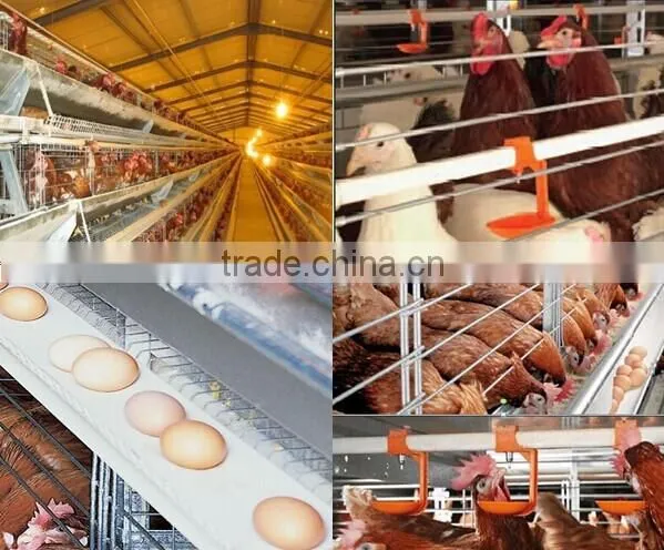 lage-scale chicken poultry farm overall design and building