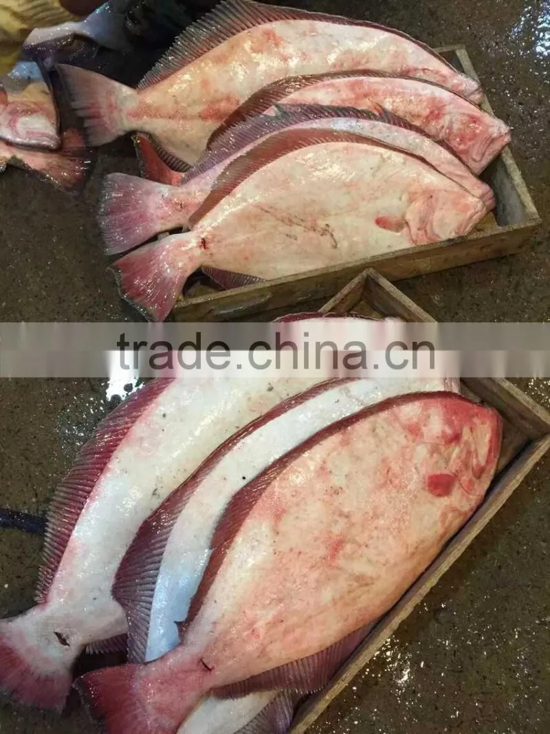 New Arrival Frozen Fish Flounder