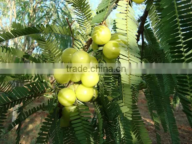 Fresh Indian Goosebery