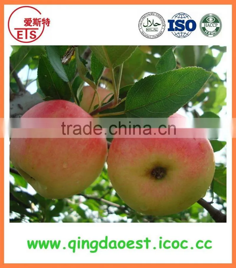 2016 YanTai fresh royal fruits hot sale red gala apple