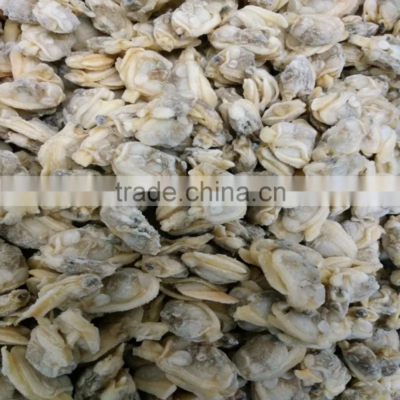 BOILED AND READY TO EAT SHORT NECKED CLAM