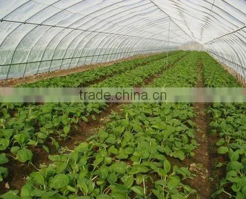 anti insect net
