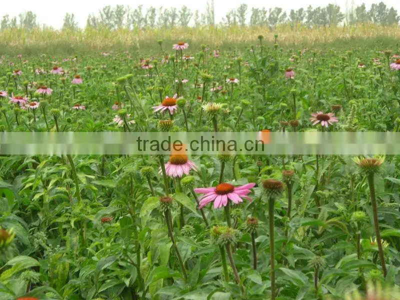 2016 Echinacea root