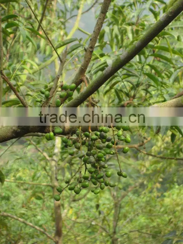 Sap of Lacquer tree