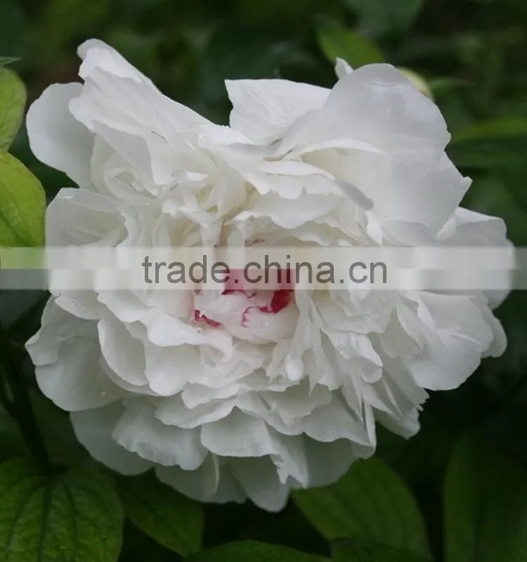 Color hot sell three heads white peony