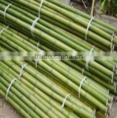 Bamboo poles and Bamboo bent pole