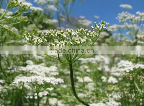 CARAWAY ESSENTIAL OIL