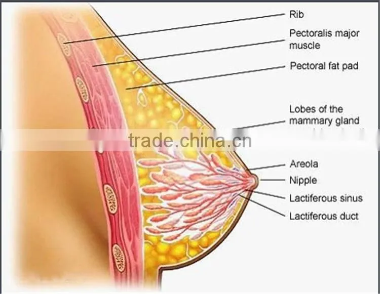breast enhancement cream buying in bulk wholesale
