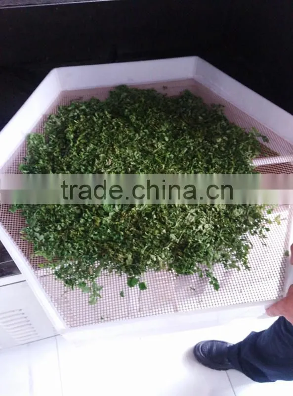 Moringa leaf Multiple layer continuous type belt dryer