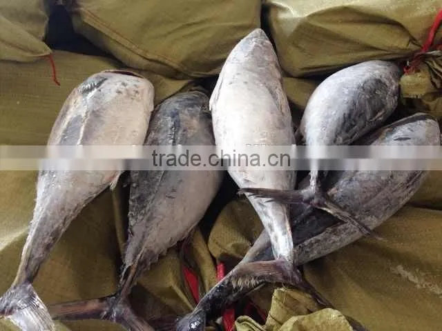 Frozen bonito tuna fish whole round