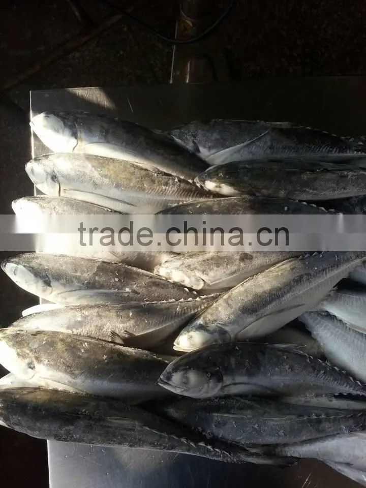 delicious seafood jack mackerel