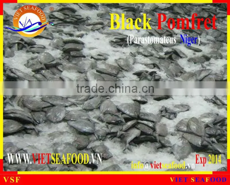 FROZEN WHOLE ROUND BLACK POMFRET