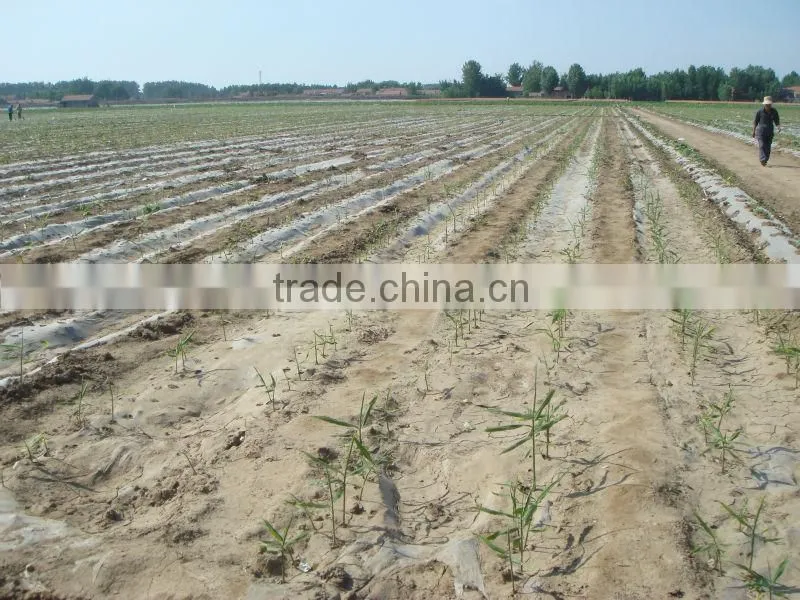 new crop fresh ginger for sale
